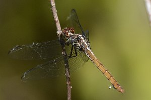 081 2015-01170781 Loxahatchee NWR, FL